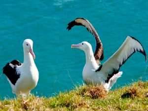 Брачный танец королевских альбатросов фото